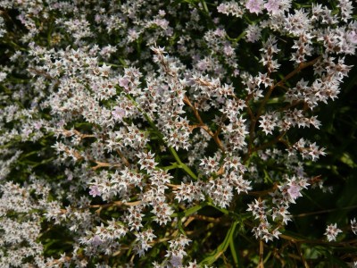 445.00 Limonium dumosum (tataricum)